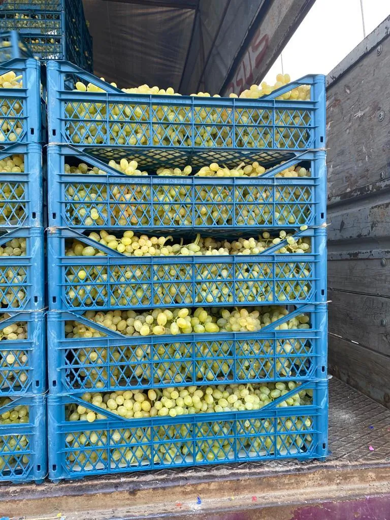 виноград Султана без косточек, Турция  в Турции 2
