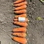 морковь оптом в Украине