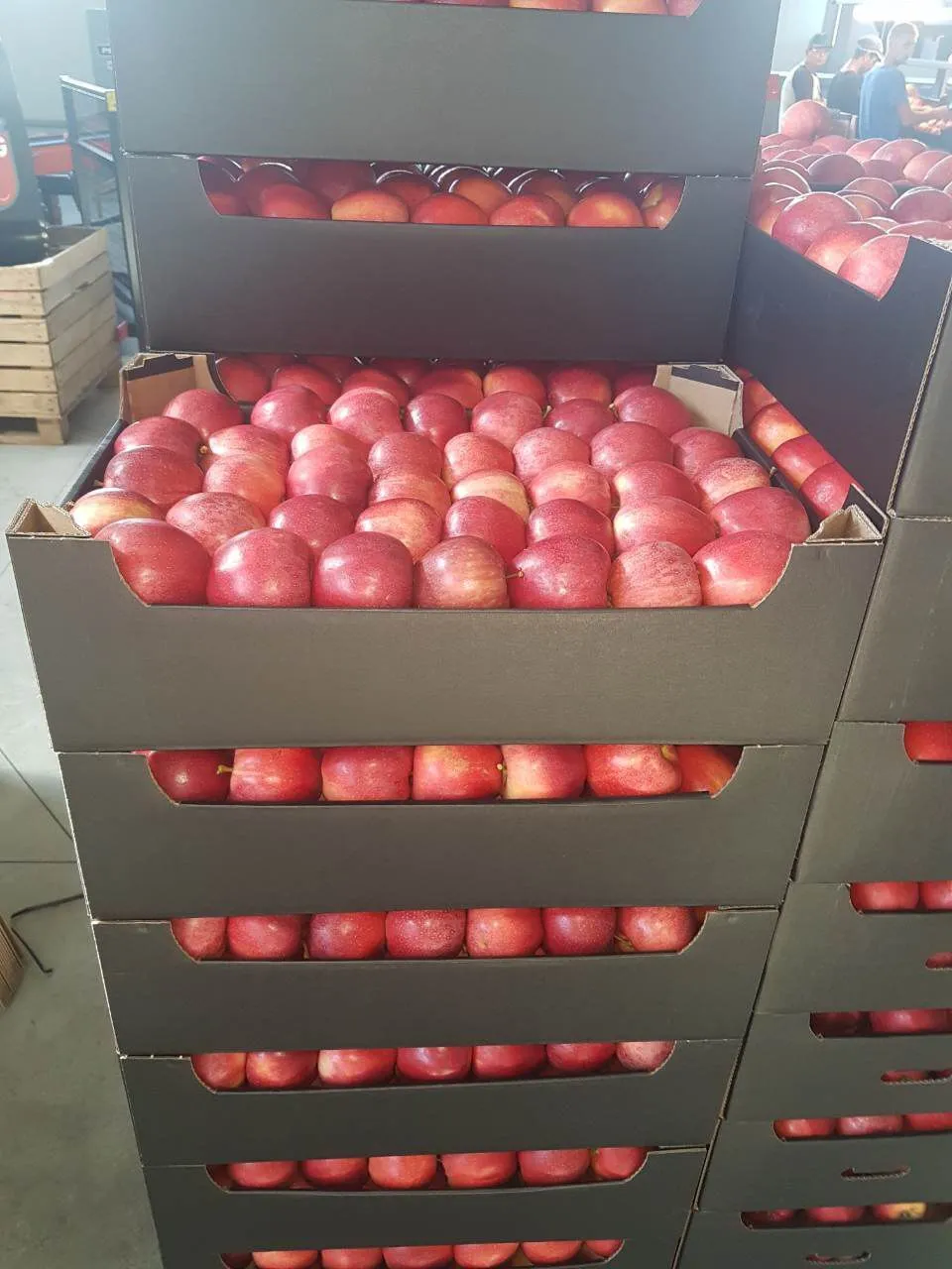 фотография продукта Продаем Молдавские яблоки оптом.