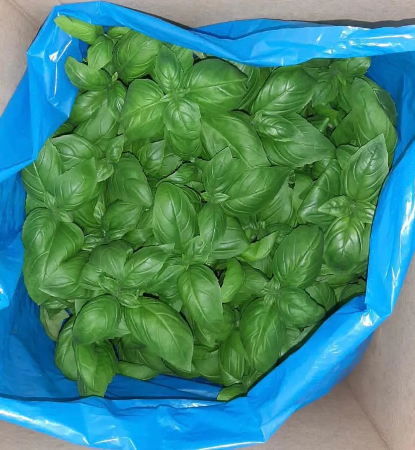 фотография продукта свежий зеленый базилик