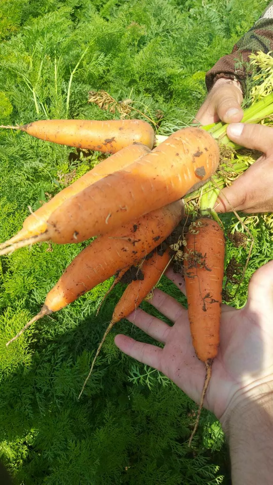 фотография продукта Морковь оптом 