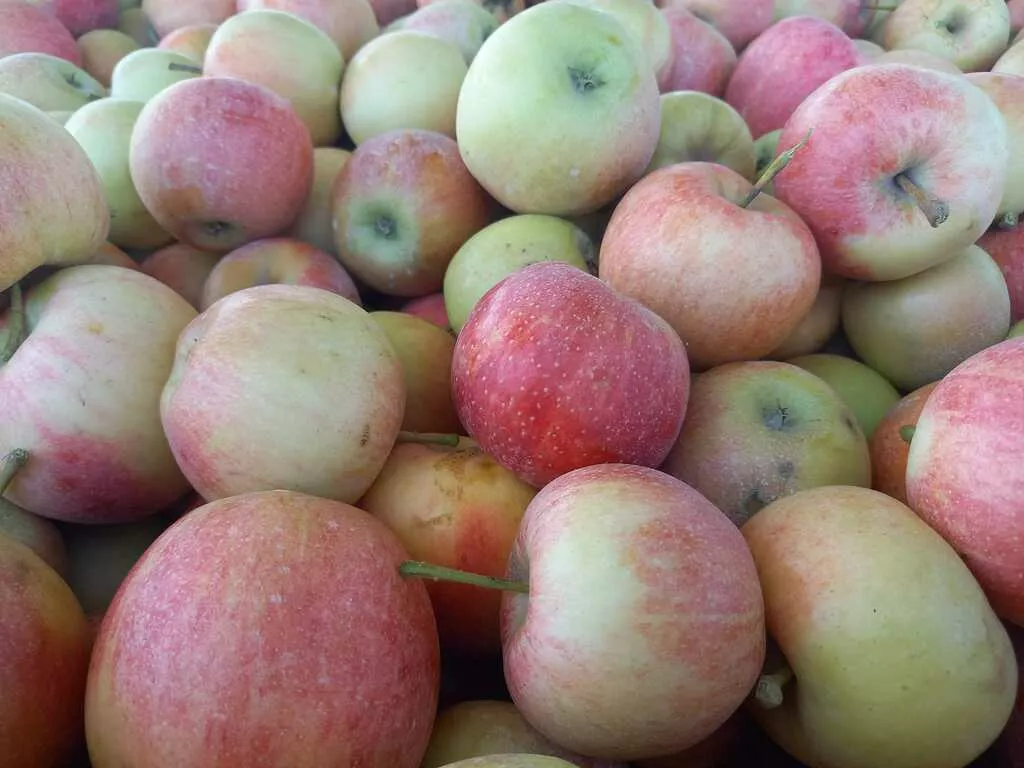 фотография продукта яблоки оптом Гала, 2 сорт 60+ с садов
