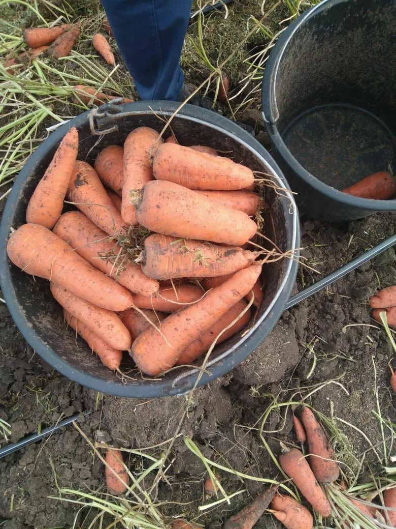 фотография продукта Морковь столовый 
