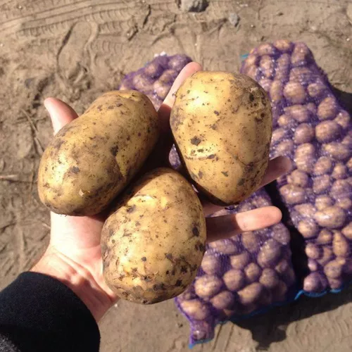 фотография продукта картофель 2022