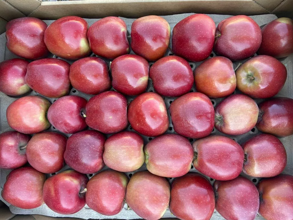 яблоко оптом от производителя в Краснодаре и Краснодарском крае