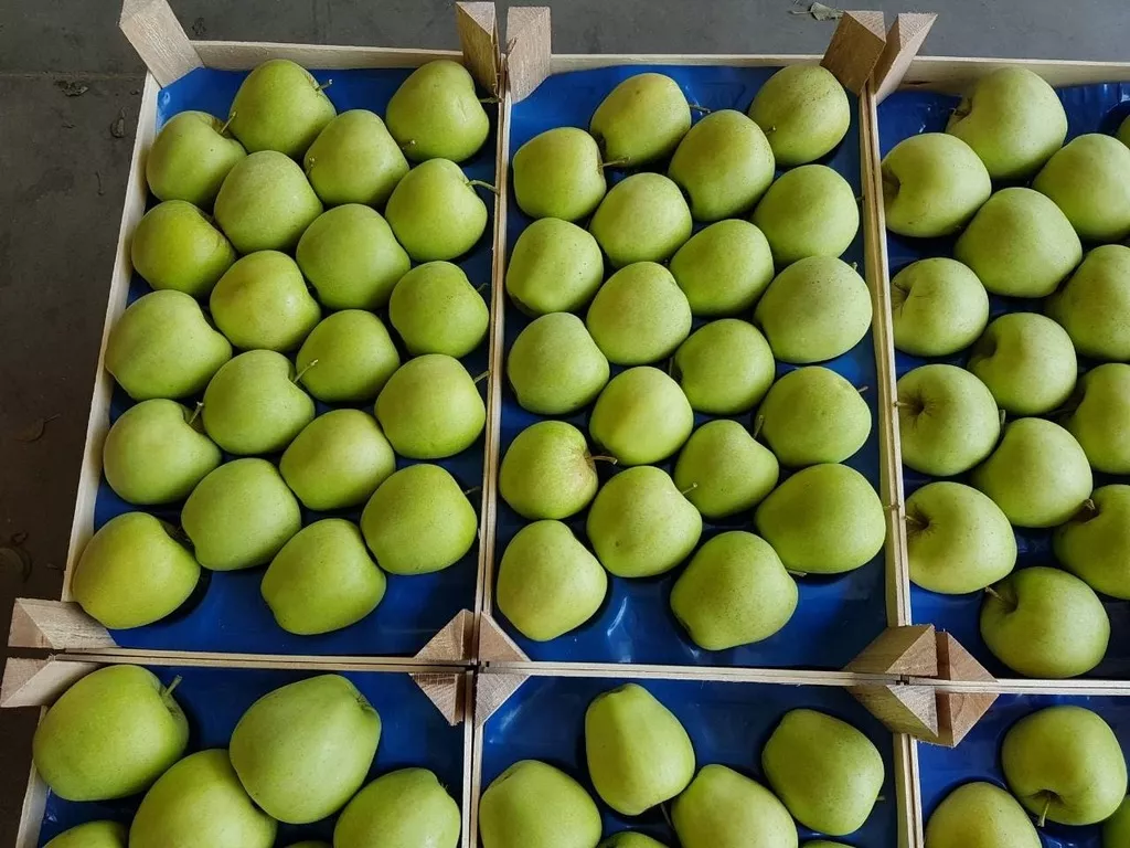предлагаю яблоки   в Сербии