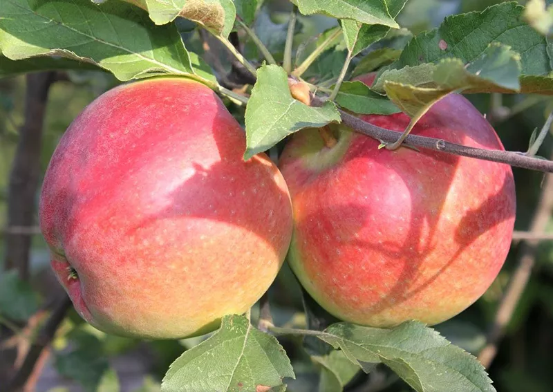 яблоки оптом в Республике Беларусь 3