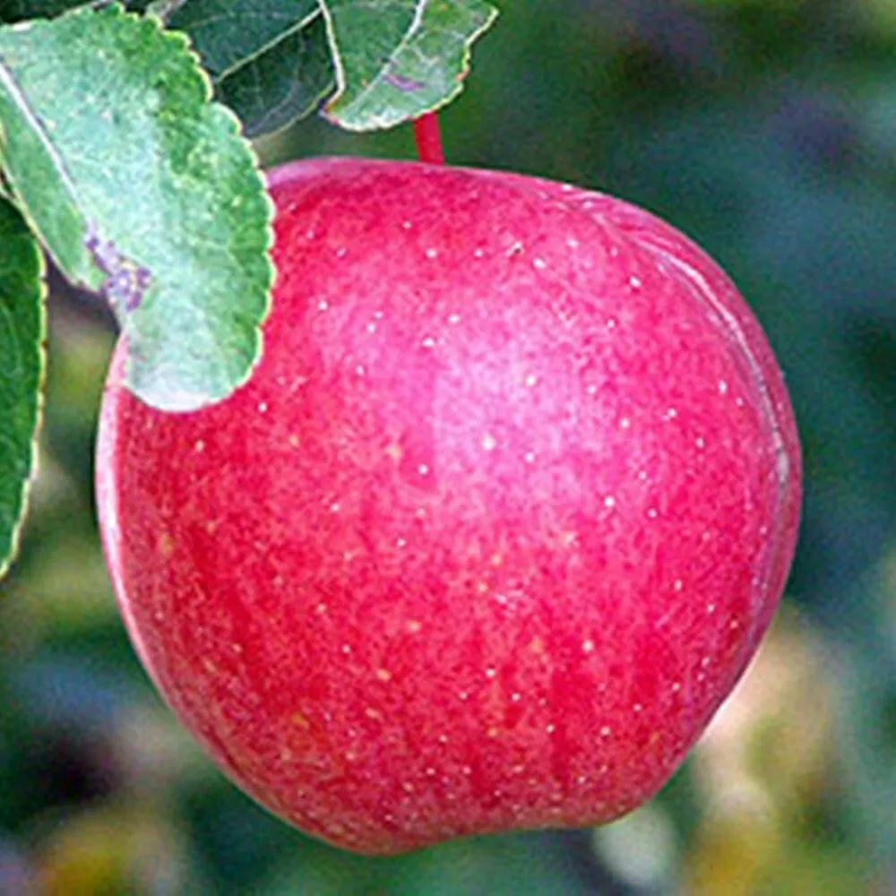 яблоки оптом в Республике Беларусь 2