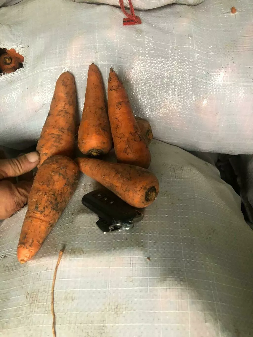 фотография продукта Морковь  со склада