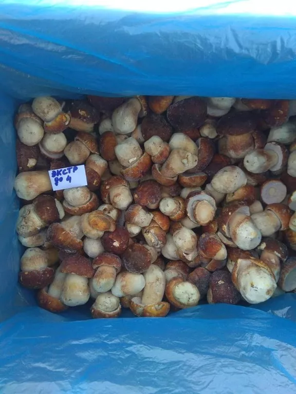 фотография продукта Белые грибы замороженные оптом 