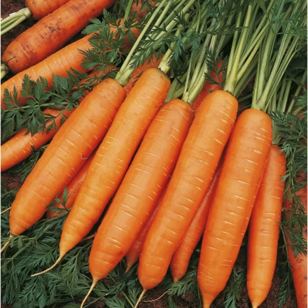 фотография продукта Морковь свежая столовая