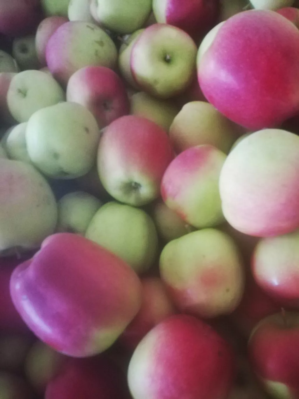 яблоко оптом лигол (1/2 сорт) в Республике Беларусь