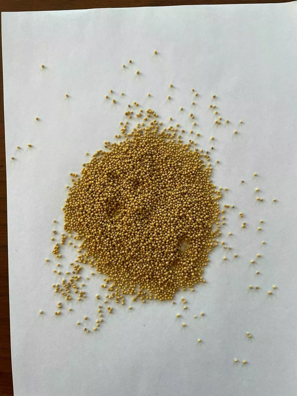 фотография продукта Семена горчицы желтой