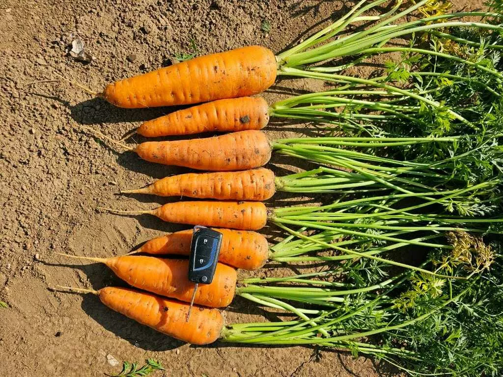 фотография продукта Морковь, 1й сорт.