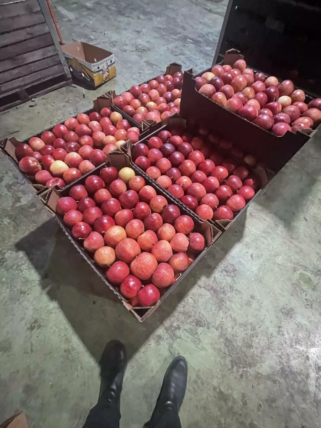 яблоки белорусские. урожай 2023 года. в Республике Беларусь 2