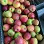 яблоки оптом урожай 2023 года в Республике Беларусь 4
