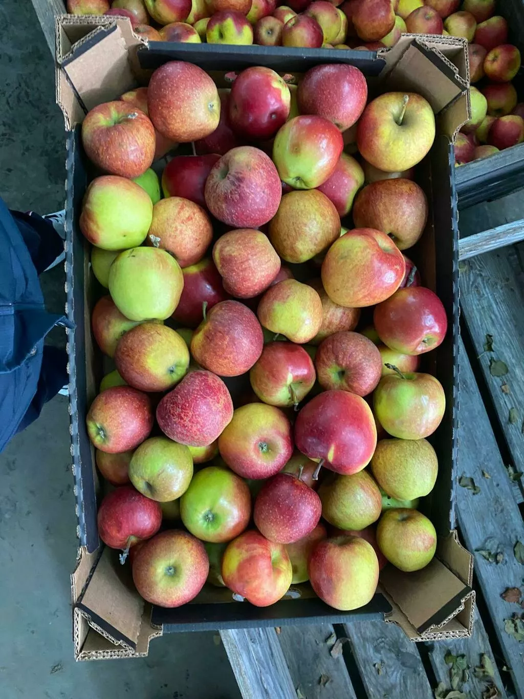 фотография продукта Яблоки оптом урожай 2023 года
