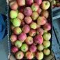 яблоки оптом урожай 2023 года в Республике Беларусь