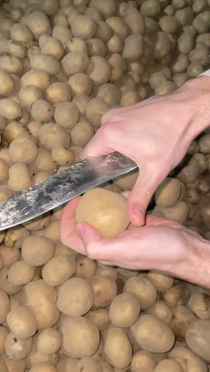 фотография продукта Семенной картофель коломбо 2рп