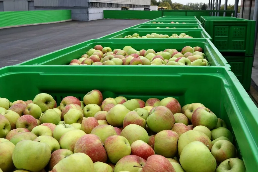 фотография продукта Краснодарские яблоки опт с доставкой