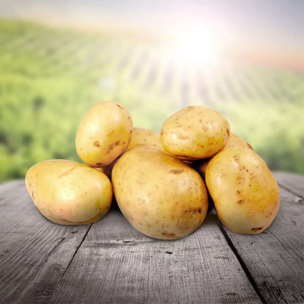 фотография продукта Покупаем картофель сорт гала,калибр 5+