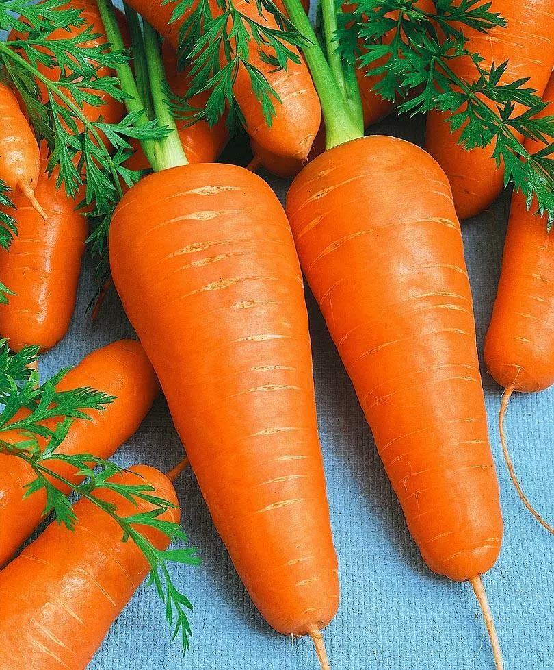 фотография продукта Покупаем морковь