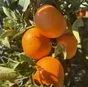 мандарины из марокко сорт надоркот в Марокко 2