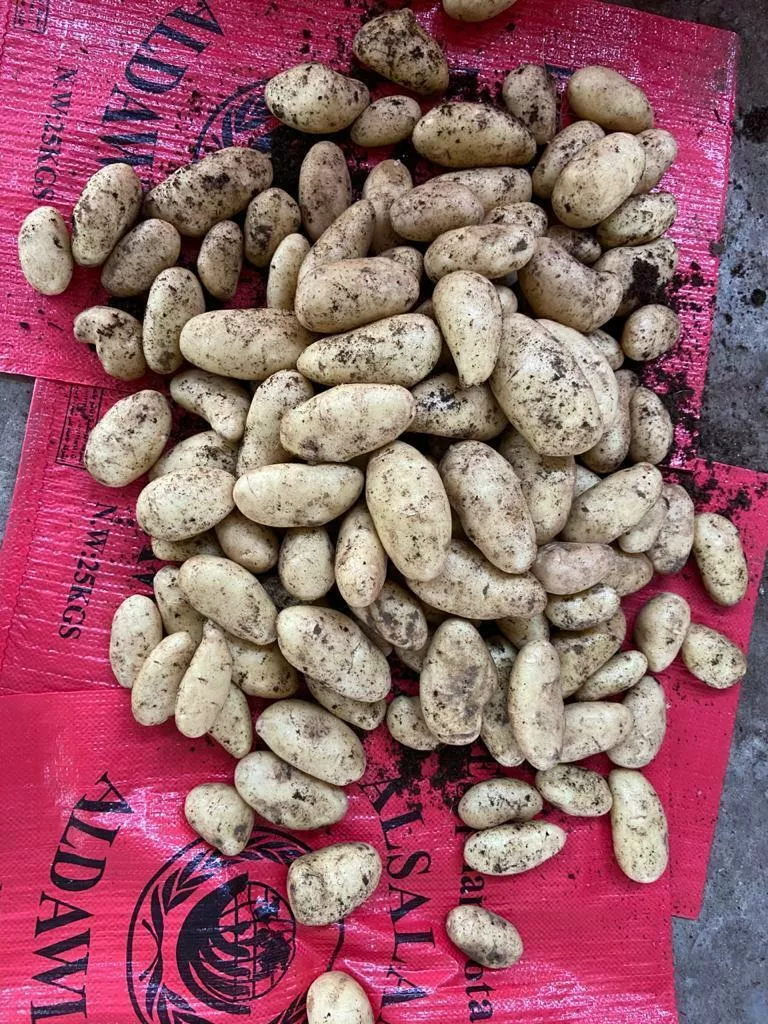 картофель молодой в Египте 9