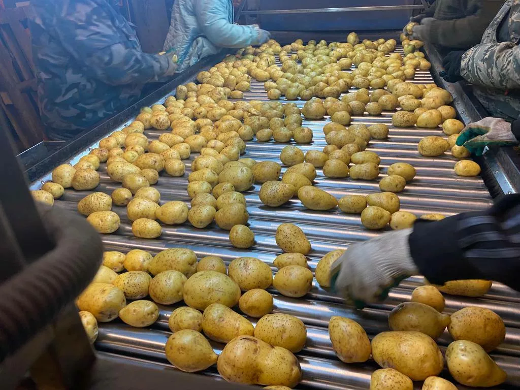 картофель мытый в Нижнем Новгороде и Нижегородской области