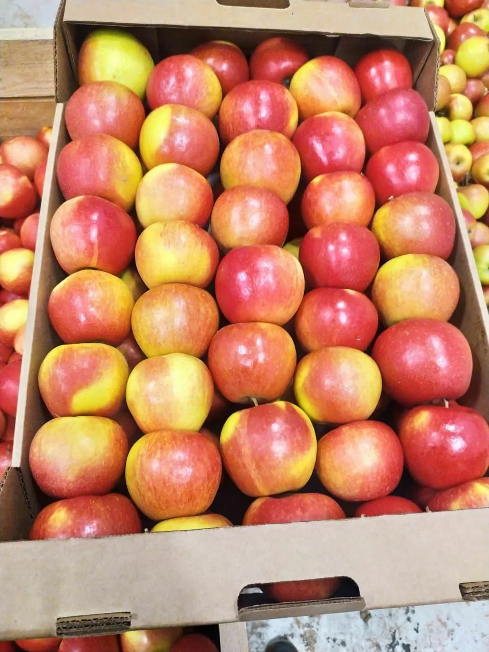 фотография продукта Реализуем яблоки 