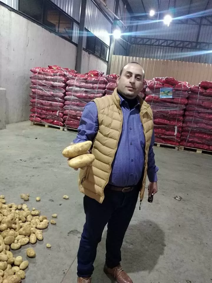 новый сезон, новый урожай картофель  в Египте 10