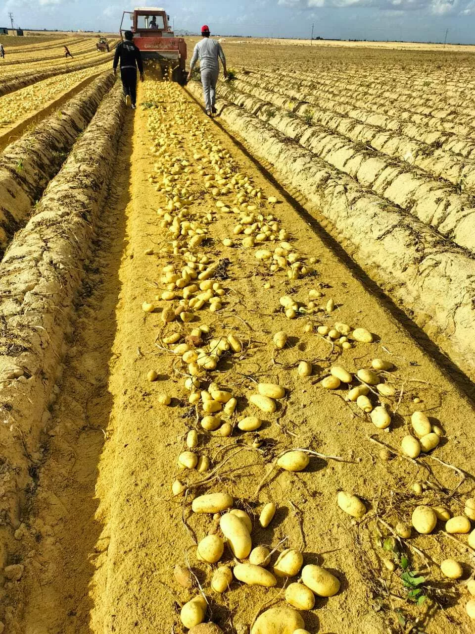 новый сезон, новый урожай картофель  в Египте 7