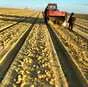 новый сезон, новый урожай картофель  в Египте 8
