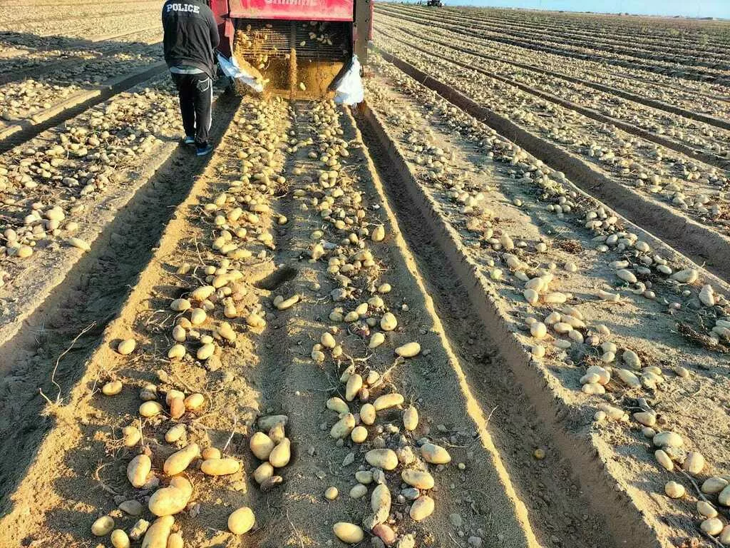 новый сезон, новый урожай картофель  в Египте 5