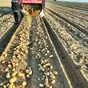 новый сезон, новый урожай картофель  в Египте 5