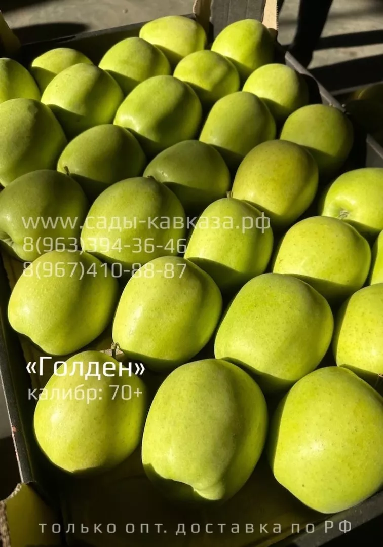 фотография продукта Оптовая продажа яблок разных сортов