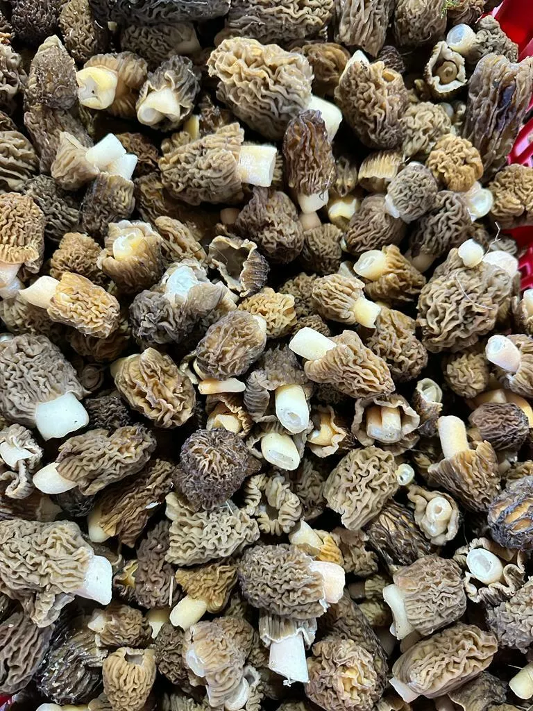 Фотография продукта Купим грибы сморчки свежие 