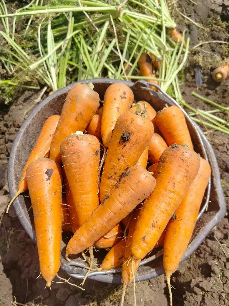фотография продукта Морковь 