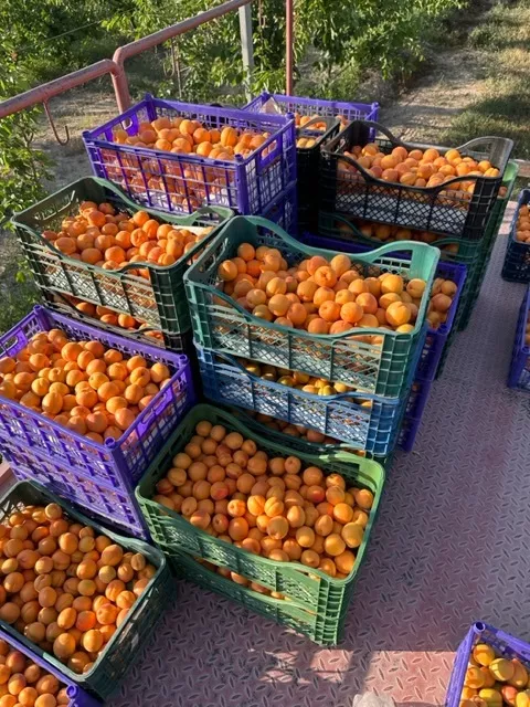 свежий абрикос с нашего сада в Армения 2