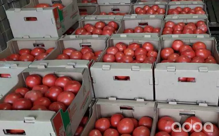 фотография продукта Крымский помидор премиум класса