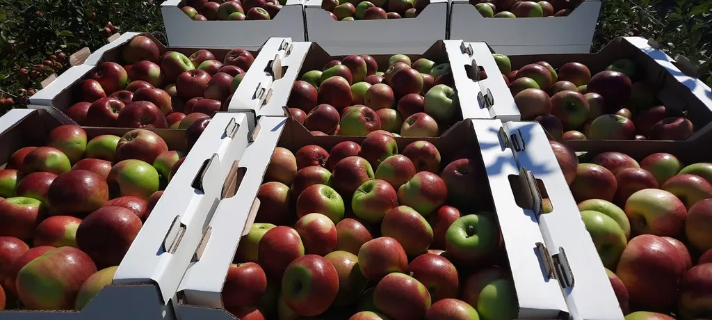 фотография продукта Реализуем яблоки урожая 2023 года
