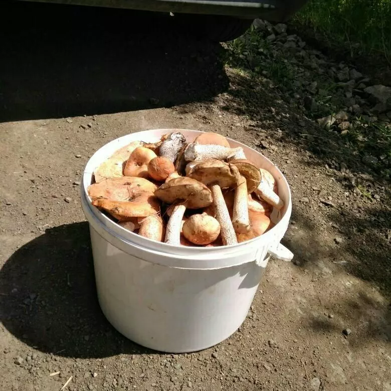 фотография продукта  белые грибы и абабки 10 литров 