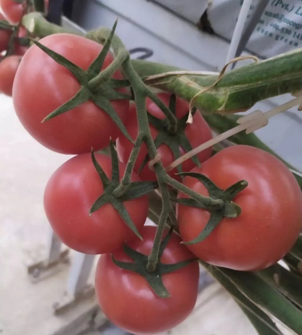 фотография продукта Оптовая поставка томатов 
