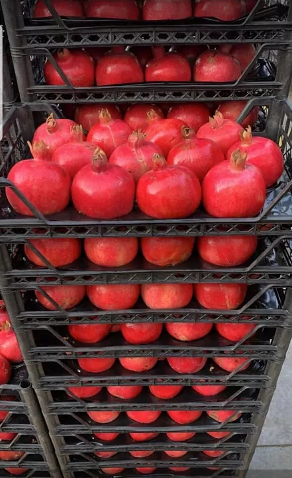wholesale pomegranate sales  в Турции 4