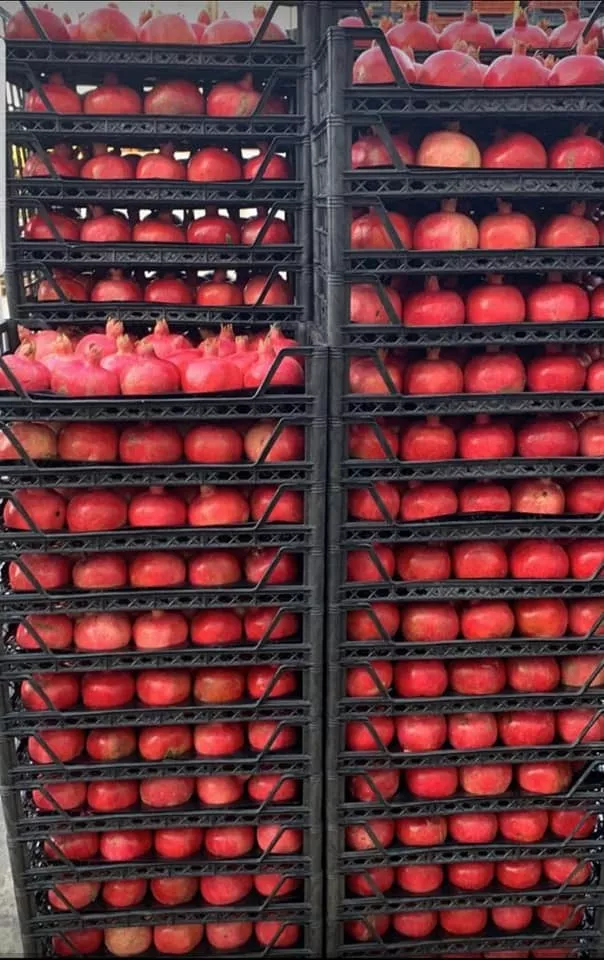 wholesale pomegranate sales  в Турции 9