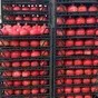 wholesale pomegranate sales  в Турции 9