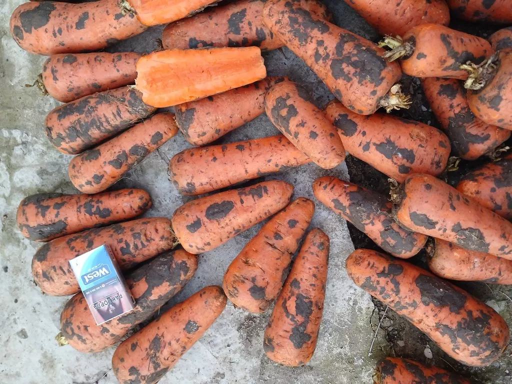 морковь крупная  оптом от 10 тонн в Ростове-на-Дону и Ростовской области