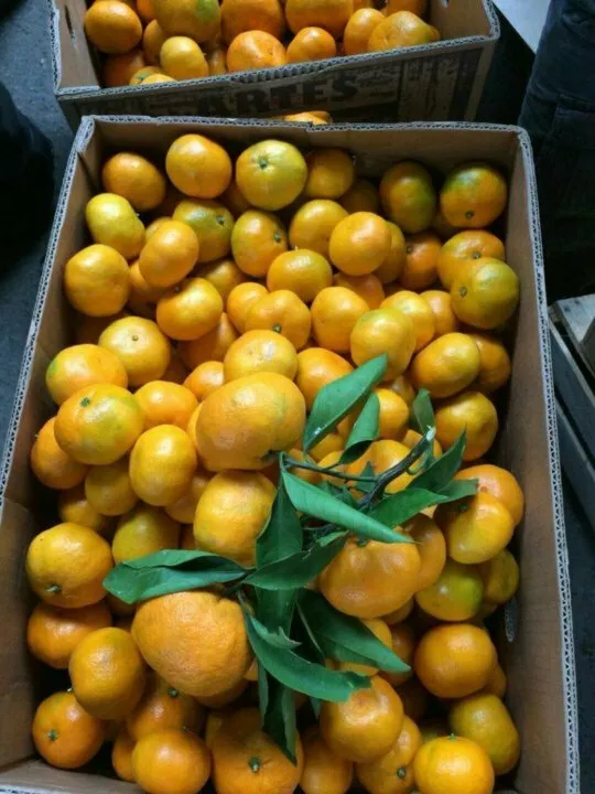 фотография продукта Сладкие мандарины оптом из абхазии