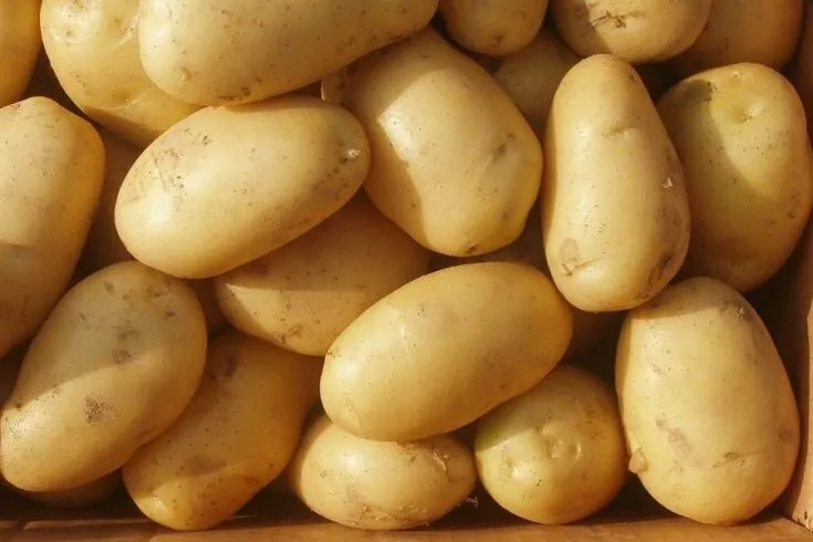 фотография продукта  семенной картофель из беларуси.лилея