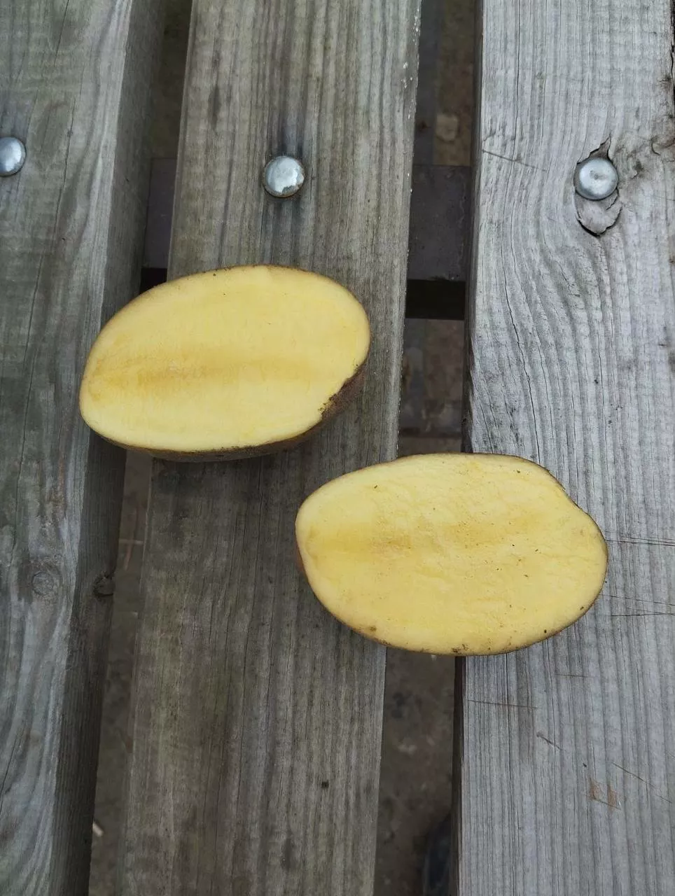картофель сорта бельмондо в Республике Беларусь 3